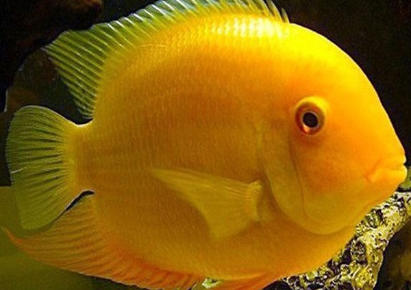 برای خرید ماهی آکواریومی به چه نکاتی باید توجه کنیم
